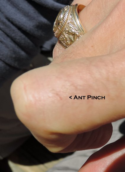 50 ant pinch nate