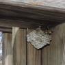 11 wasp nest