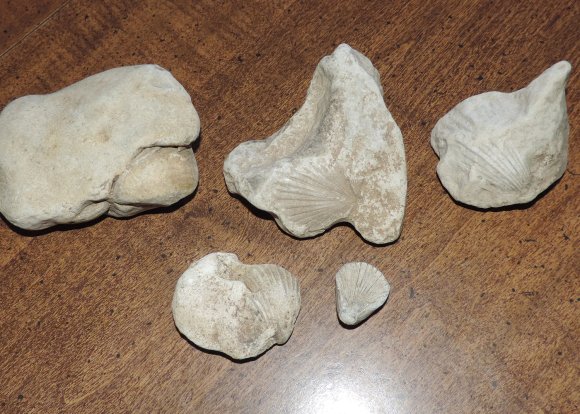 06 shell fossils