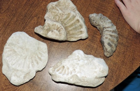 07 fossils