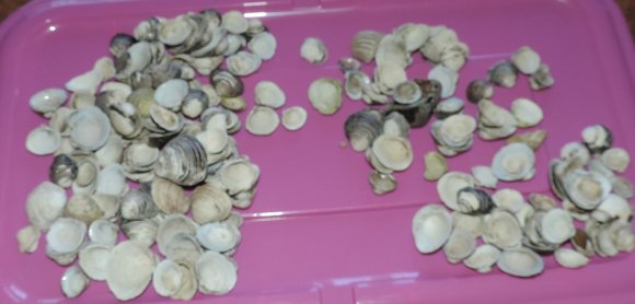 08 shells
