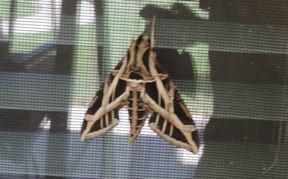 101 moth