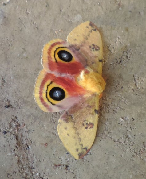 45 moth