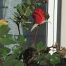 12 red rose