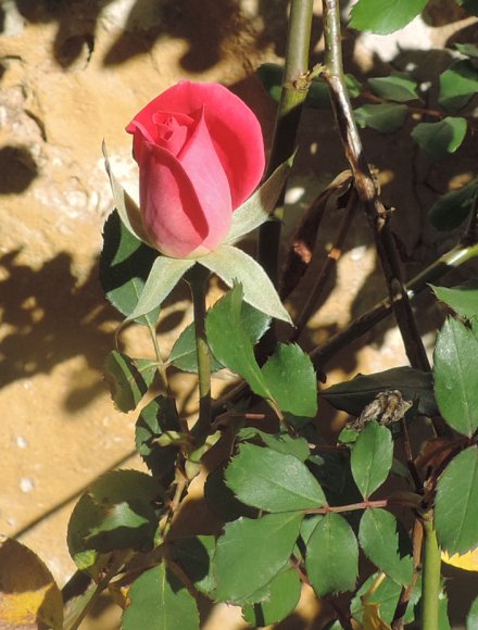 13 pink rose