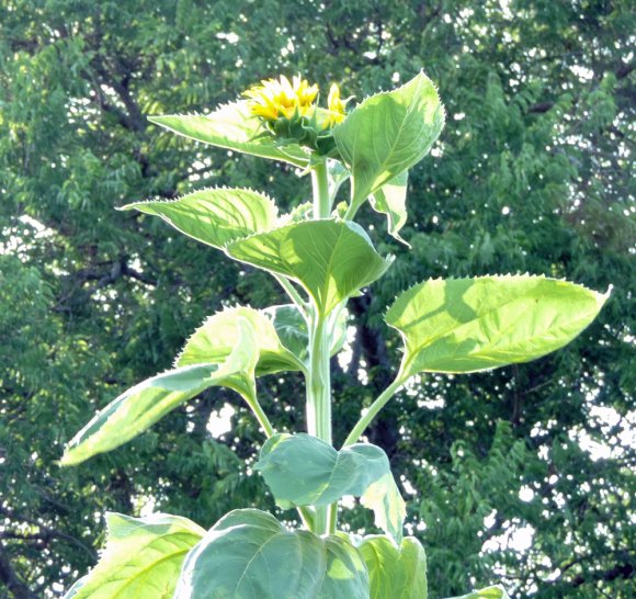 29 sunflower2