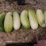 38 monster cucumbers