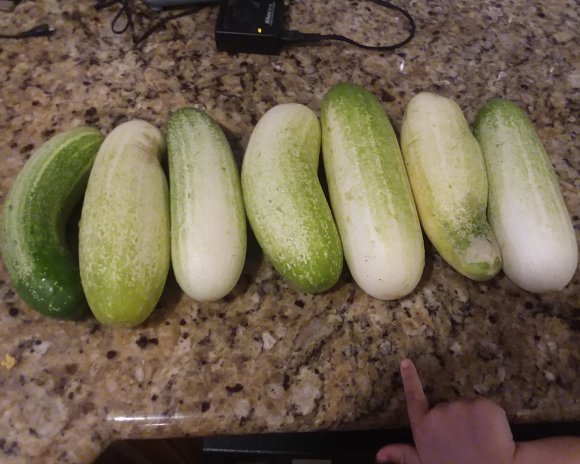 38 monster cucumbers