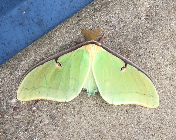 46 moth