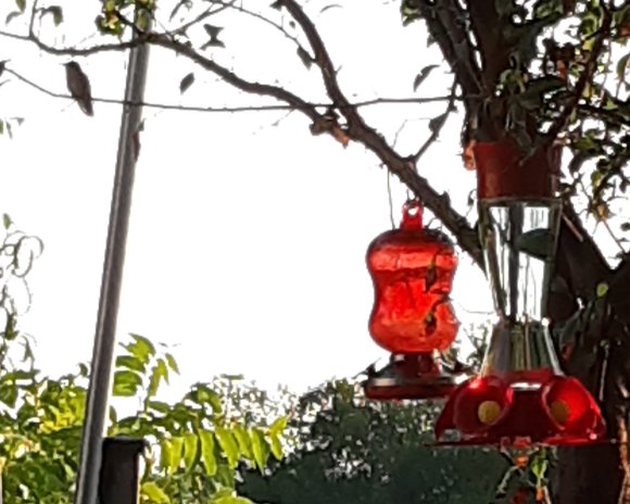 73 hummingbird