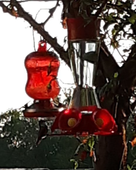 75 hummingbird