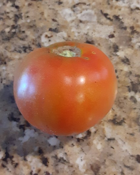 25 first tomato