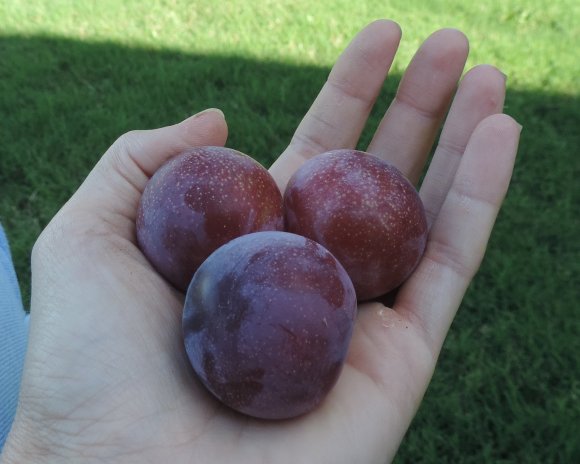 30 plums