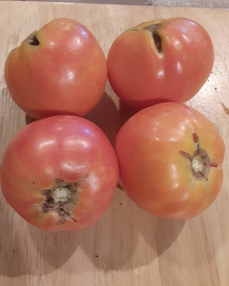 57 tomato