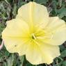 11 yellow flower