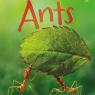 ants