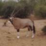 antelope (2)