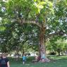16 big tree
