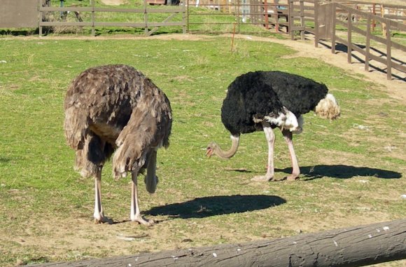 05 ostriches