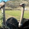 13 ostriches