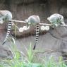 lemurs2