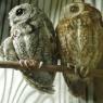 owls2