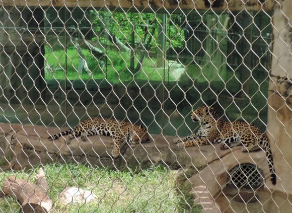 39 leopards