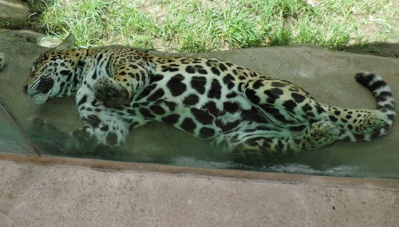 43 leopard
