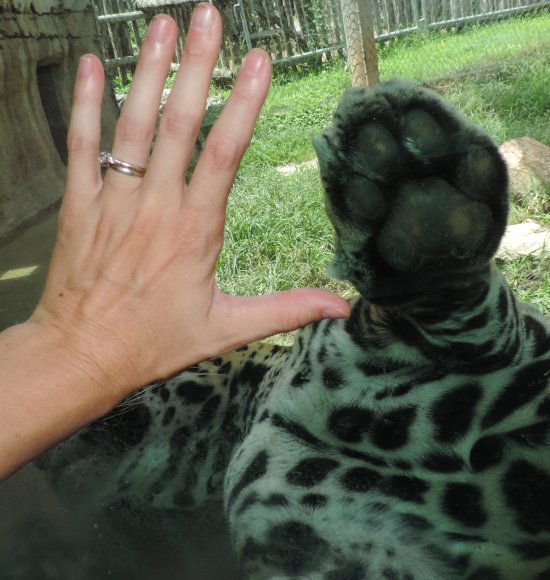 44 leopard paw