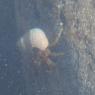 03 hermit crab