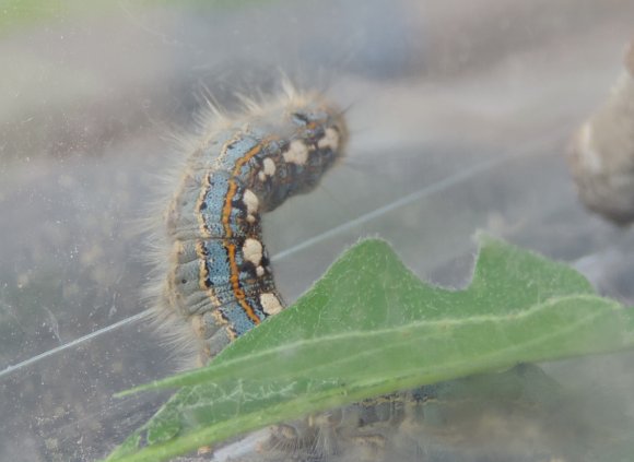 03 caterpillar
