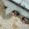 snail family