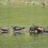 turtles (3)