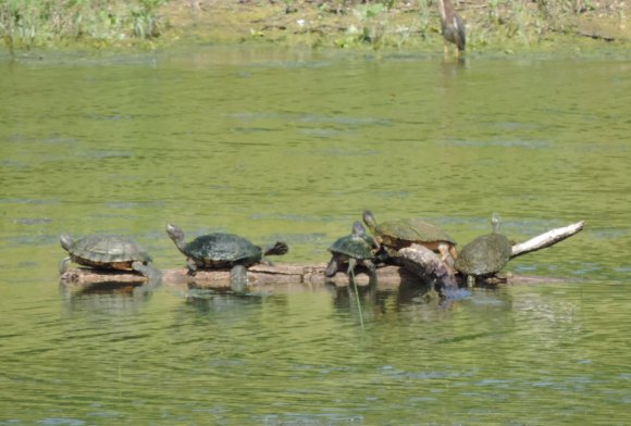 turtles (3)
