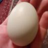 09 oct first egg