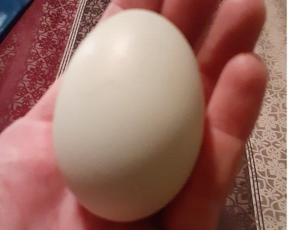 09 oct first egg