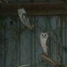 18 wildlife barn owls