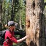 25 becca tree with bear claw marks