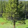 26 tree that bison rub on