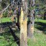 36 bison rubbed tree