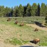18 bison herd