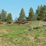 19 bison herd2