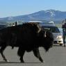 20 bison crossing nate benjamin