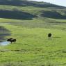 24 bison crossing