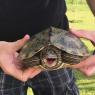 05 turtle