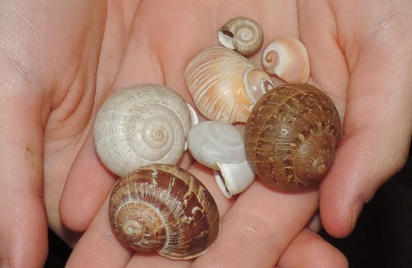 09 snail shells