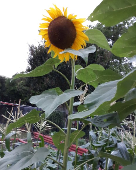 50 sunflower
