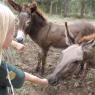 08 donkeys and horses