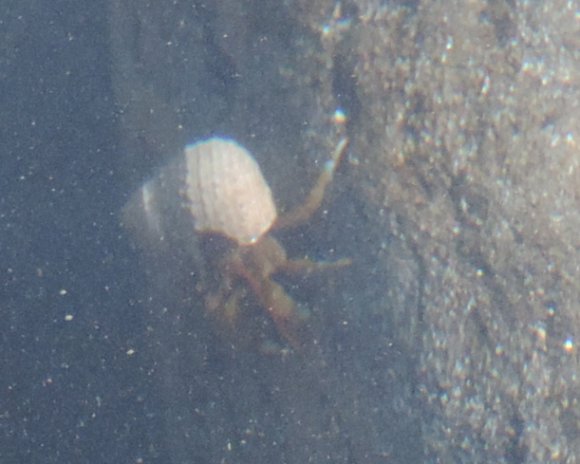 03 hermit crab