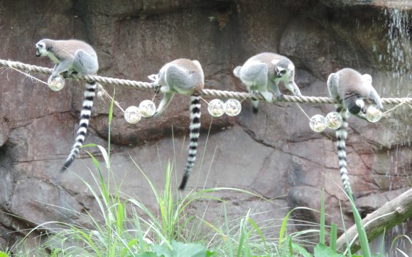 lemurs2